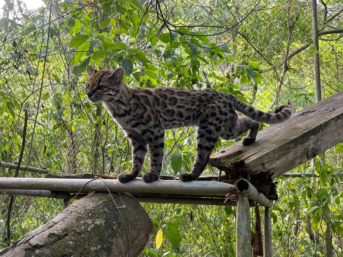 A New Wild Cat Species Has Been Named for the First Time in Over a Century