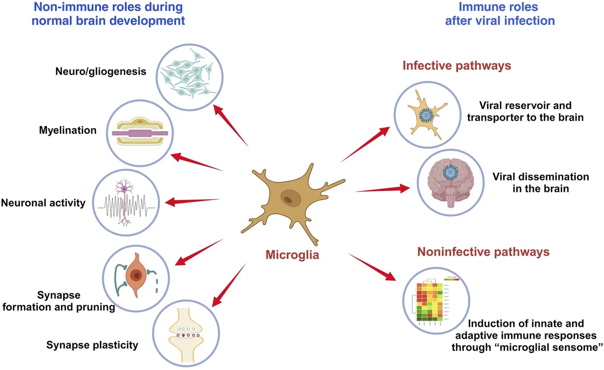 The Brain Trades Its Immune System in Midlife and Dismantles Its Genome Alongside It