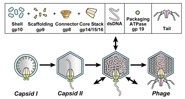 How a phage enzyme rewires nearly every protein in its bacterial host