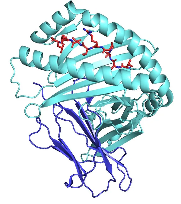 Low arginine levels weaken immune detection of cancer and viruses by stalling MHC-1 protein production