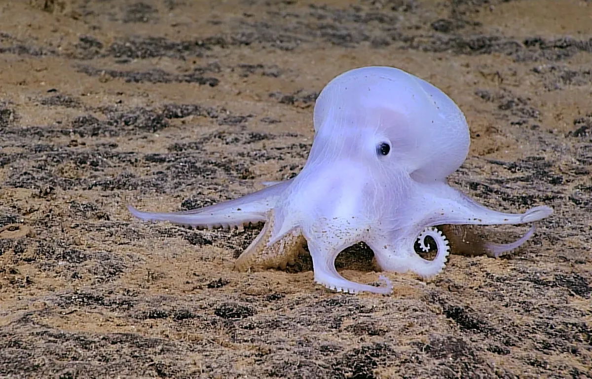 E/V Nautilus Begins 20-Day Survey of Deep-Sea Habitats Around Hawaiʻi