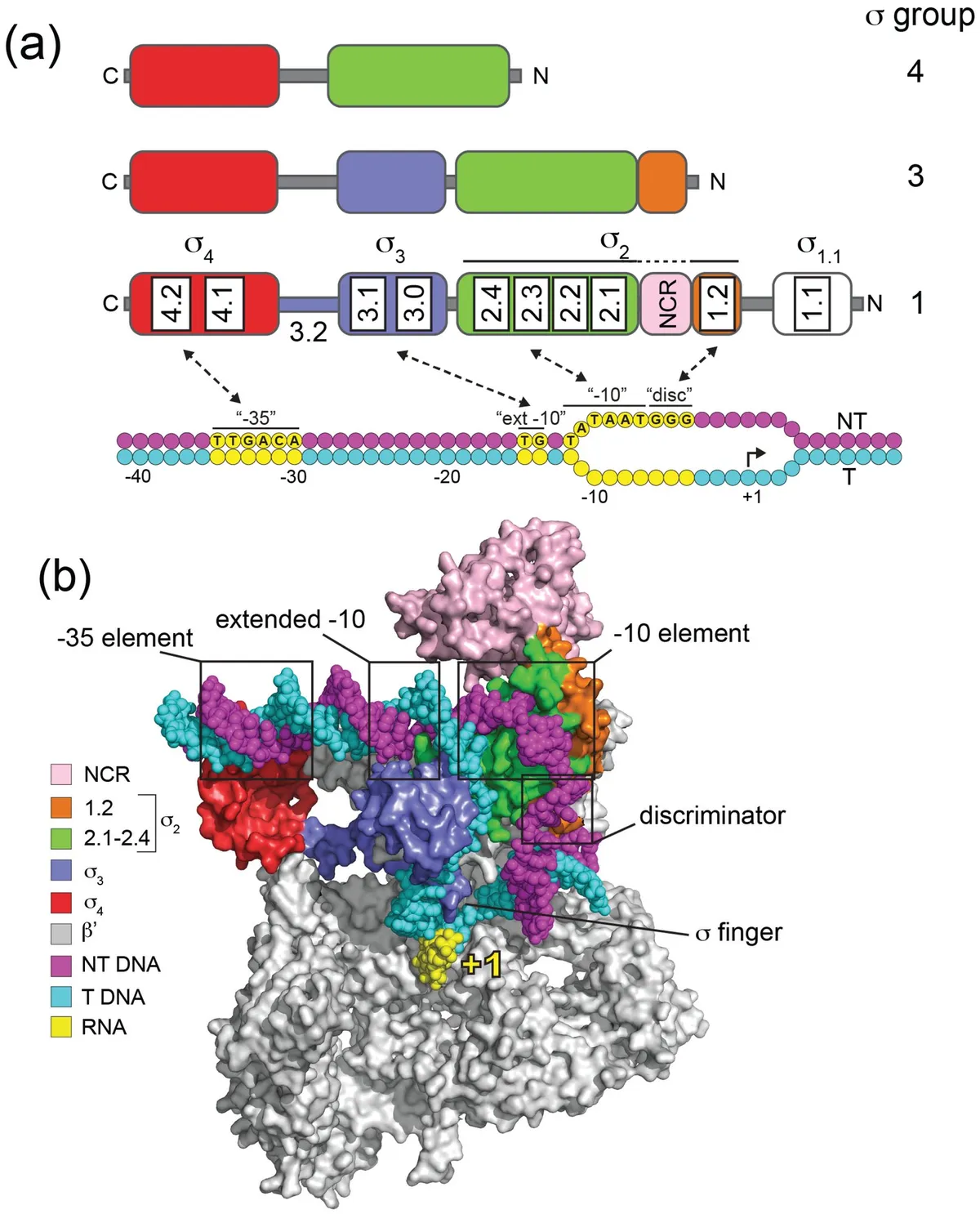 E. coli's Transcription Machinery Reads an Eight-Letter Genetic Alphabet