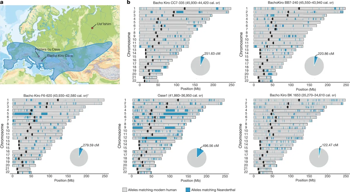 Neanderthal growth hormone variant increases muscle mass in modern human carriers