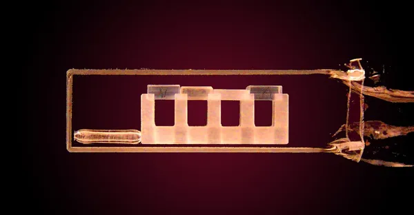Monash physicists predict stable quantum droplets from Bose-Fermi mixtures