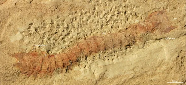 518-Million-Year-Old Urokodia Fossil Reveals the Earliest Known Chelicerae, the Evolutionary Precursors to Spider Fangs