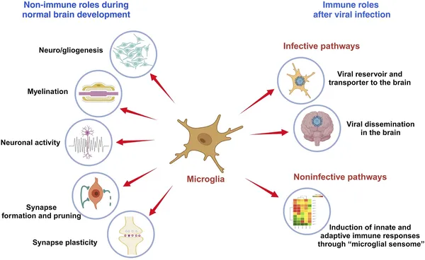 The Brain Trades Its Immune System in Midlife and Dismantles Its Genome Alongside It